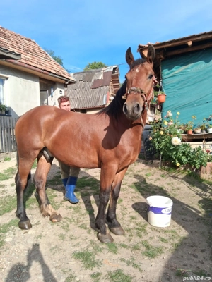 Cal de vanzare, si usor negociabil - imagine 4