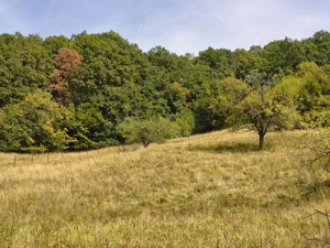 Vând 2 teren intravilan a câte 2050mp fiecare,livada cu nuci ideal pentru construcție sau investitie - imagine 4