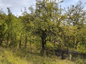 Vând 2 teren intravilan a câte 2050mp fiecare,livada cu nuci ideal pentru construcție sau investitie - imagine 6