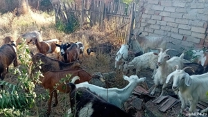 Vând 20 capre și 10 iezi - imagine 2