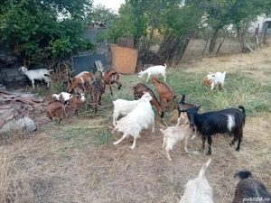 Vând 20 capre și 10 iezi - imagine 3