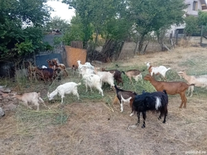 Vând 20 capre și 10 iezi - imagine 4