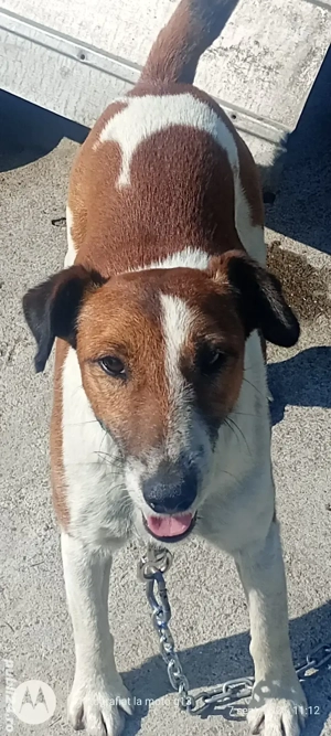 Vând căței fox terrier, cu parul scurt 