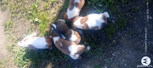 Vând căței fox terrier, cu parul scurt  - imagine 4