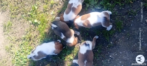 Vând căței fox terrier, cu parul scurt  - imagine 5