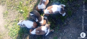 Vând căței fox terrier, cu parul scurt  - imagine 2