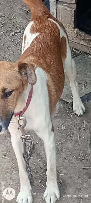 Vând căței fox terrier, cu parul scurt  - imagine 3