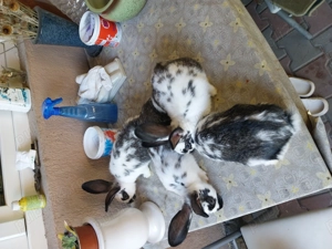 Iepuri fluture german - imagine 3 Iepuri fluture german - imagine 3