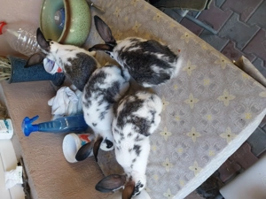 Iepuri fluture german - imagine 5 Iepuri fluture german - imagine 5