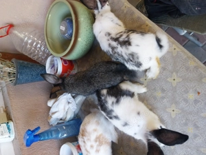 Iepuri fluture german - imagine 4 Iepuri fluture german - imagine 4