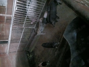 Vând purcei  6 săptămâni  - imagine 3