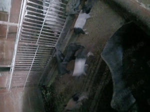 Vând purcei  6 săptămâni  - imagine 4