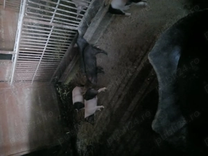 Vând purcei  6 săptămâni  - imagine 2