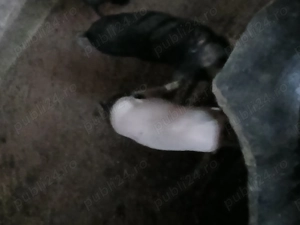 Vând purcei  6 săptămâni 