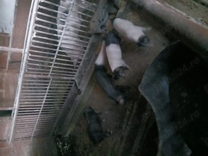 Vând purcei  6 săptămâni  - imagine 5