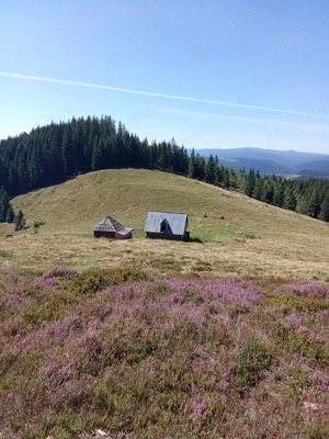 Teren de vânzare   locație deosebită la munte, într-o zonă retrasă și liniștită  - imagine 3