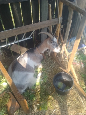 vand capra - imagine 2