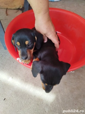 vand catei teckel - imagine 3