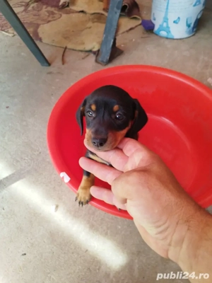 vand catei teckel - imagine 2