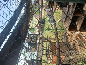 Turturele răzătoare   - imagine 2