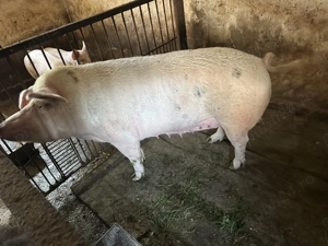 Scroafa pentru sacrificat - imagine 2 Scroafa pentru sacrificat - imagine 2