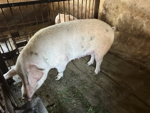 Scroafa pentru sacrificat - imagine 4 Scroafa pentru sacrificat - imagine 4