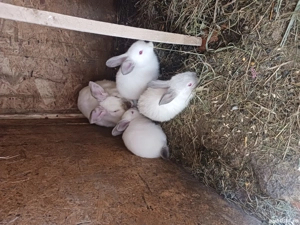 iepuri  Californiei  - imagine 2