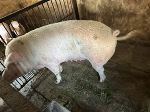 Scroafa pentru sacrificat - imagine 3 Scroafa pentru sacrificat - imagine 3
