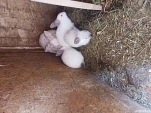 iepuri  Californiei  - imagine 3