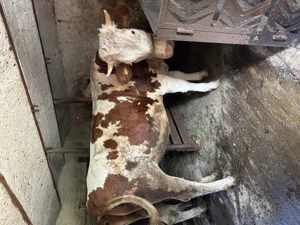 Juninca de vanzare - imagine 3