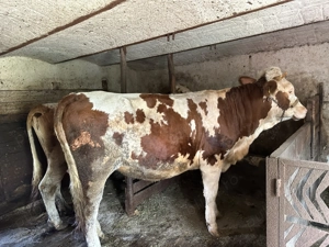 Juninca de vanzare - imagine 2