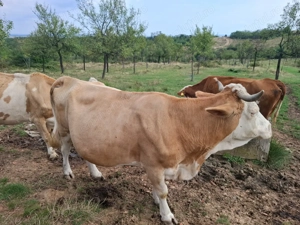 Vand vaca gestanta - imagine 2