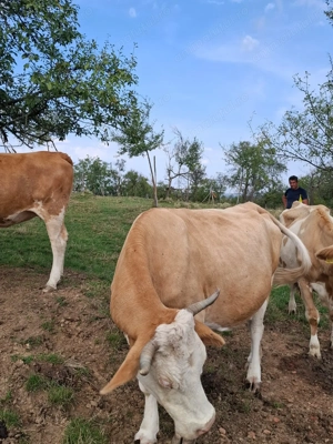 Vand vaca gestanta - imagine 3