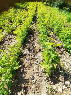 Puieți salcâm  - imagine 6