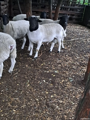 berbeci de vanzare dorper