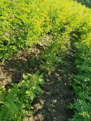 Puieți salcâm  - imagine 8