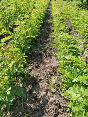 Puieți salcâm  - imagine 5