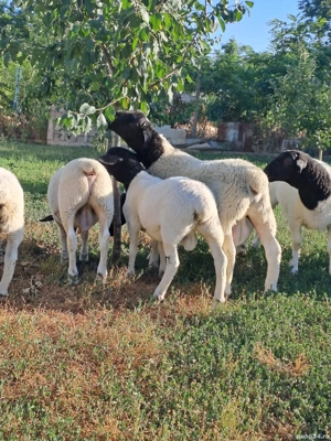 berbeci de vanzare dorper - imagine 6