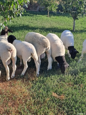 berbeci de vanzare dorper - imagine 4