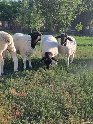 berbeci de vanzare dorper - imagine 3