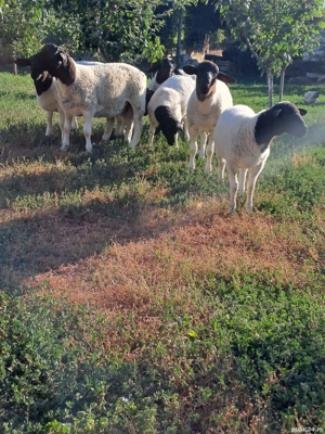 berbeci de vanzare dorper - imagine 5