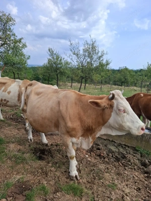 Vand vaca gestanta - imagine 3