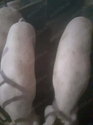 Vand porci mangalita bazna si de carne