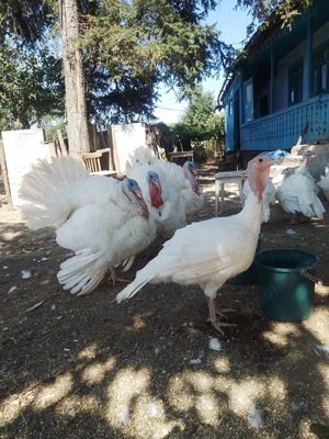 Vând curcani de țară - imagine 2