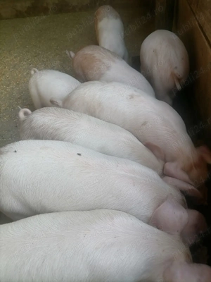 Vând purcei grăsuni frumoși 