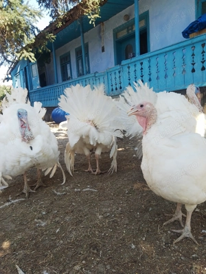 Vând curcani de țară