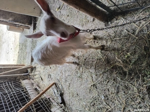 vand ce se vede in poza  - imagine 2