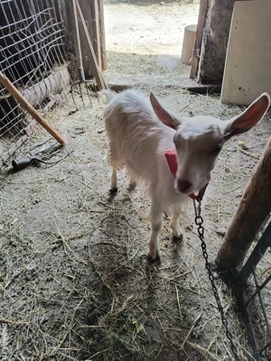 vand ce se vede in poza 