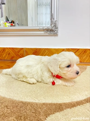 Puiuti bichon albi - imagine 2