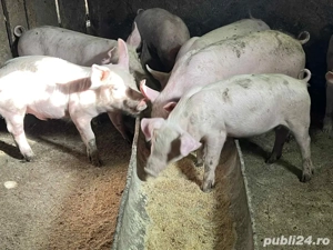 Vând purceii înțărcați